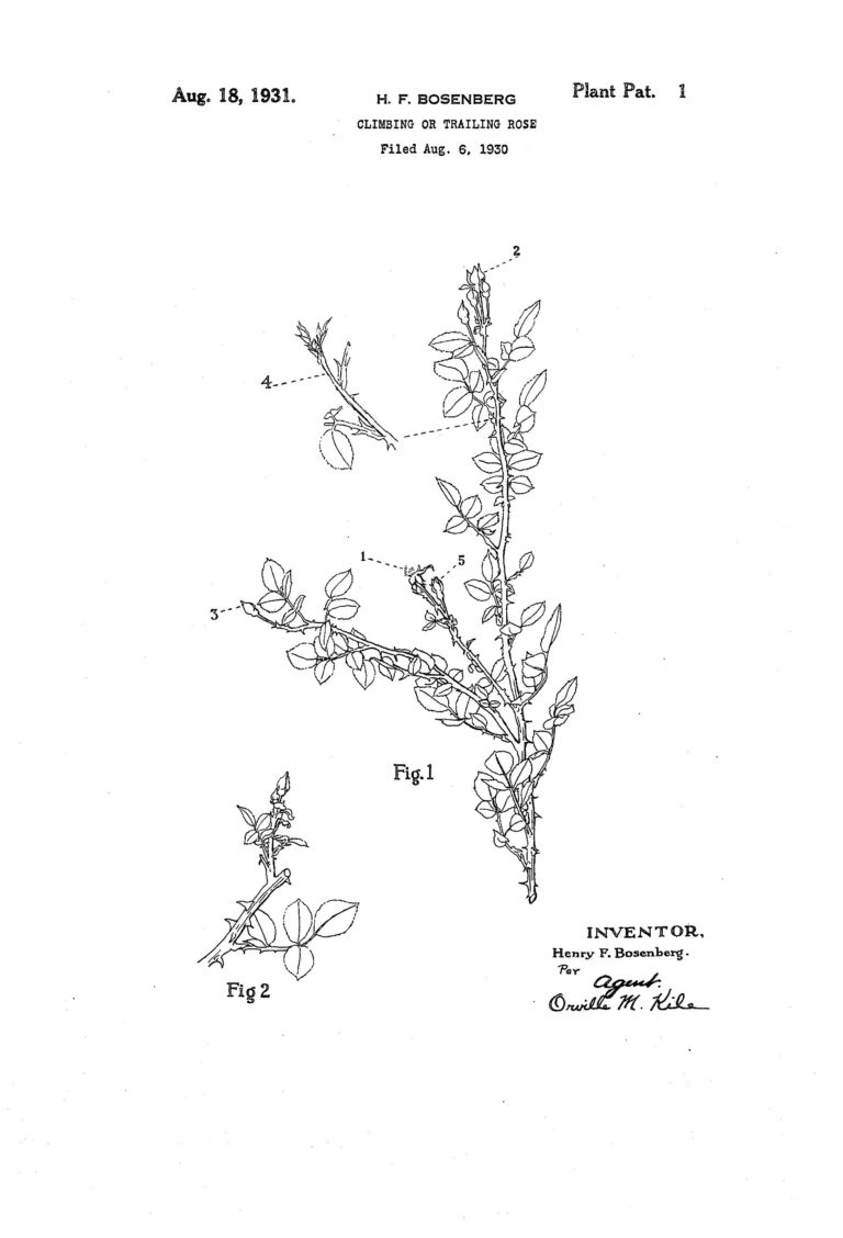 Climbing or Trailing Rose Patent